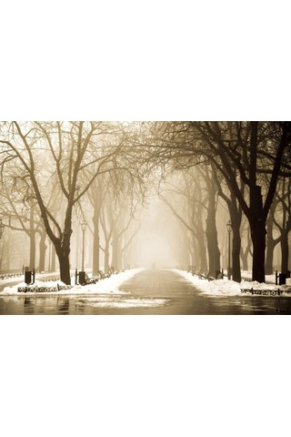 Ağaçlık Yol Duvar Posteri