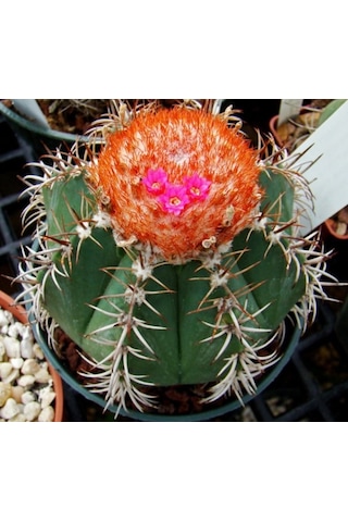 Melocactus Matanzanus Geniş Şapkalı Kafalı Kaktüs Tohumu 20 Tohu