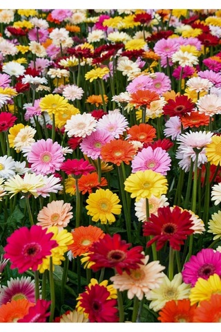 Tohum Dünyam Karışık Renkli Gerbera Çiçeği Tohumu Diğer