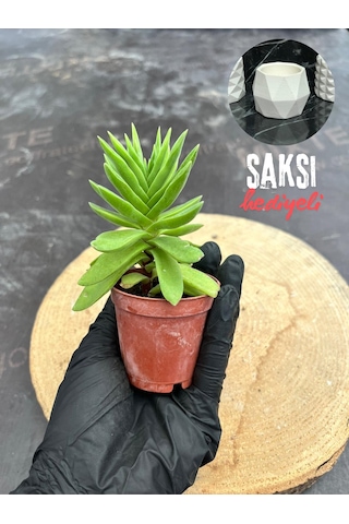 Crassula Money Maker 5.5 Cm Saksıda - Saksı Hediyeli