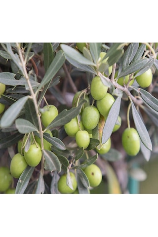 5 Adet Aşılı Gemlik Trilye Zeytin Fidanı 2 Yaş