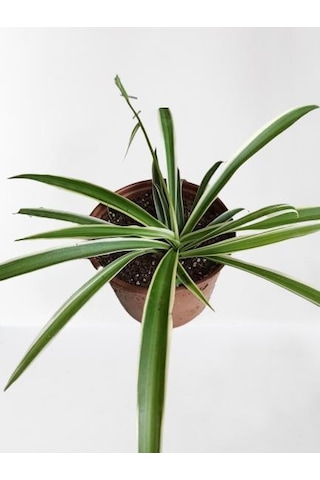 Kurdele Çiçeği Chlorophytum Kurdale
