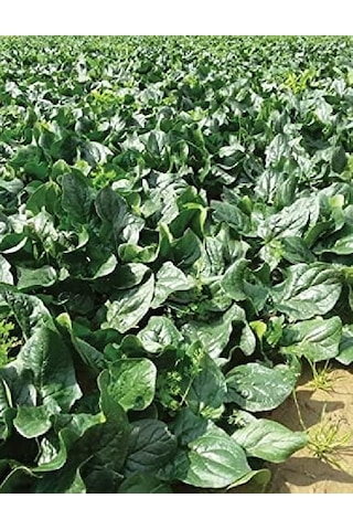 Agrodal Tarım Ata Tohumu Yerli Ispanak Tohumu 500 Adet Tohum