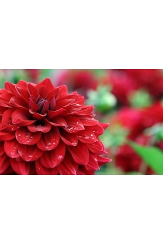 Hollanda'Dan İthal Yıldız Çiçeği Dehlia Çiçeği Tohumu 25 To