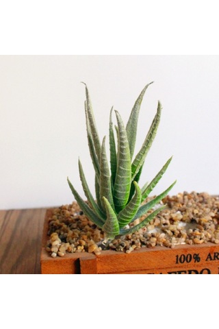 Sones Yapay Mini Aloe Plastik Bitkiler El Sanatları Çiçekçilik Peyzaj Bahçe Aile Ofis Dekorasyonu Akın Yeşil Sarı Uç