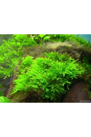 Java Moss Akvaryum Bitkisi 5x5 Paslanmaz Tele Sarılı 10'lu Paket
