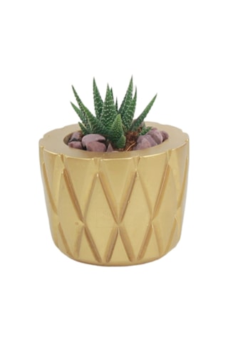 Çiçek Saksısı Dekoratif Kaktüs Saksı 1 Adet Baklava Model - Altın