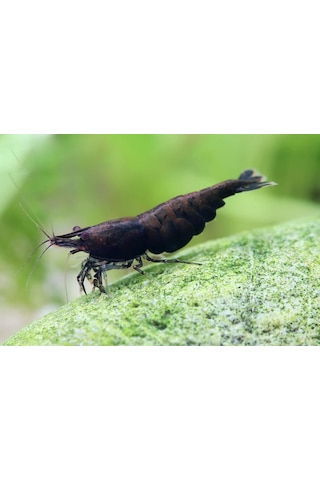 Siyah Gül Karides 5 Adet 1-1,5cm Black Rose Karides