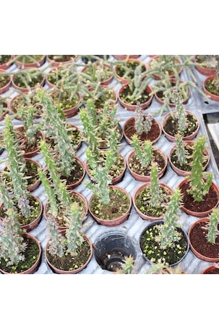Meksika Kaktüs İthal 5.5 Cm Saksıda 1 Adet