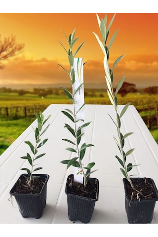 Serfiraz Arbequina Zeytin Fidanı 1 Adet