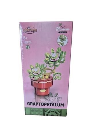 Blossom Graptopetalum Çiçek
