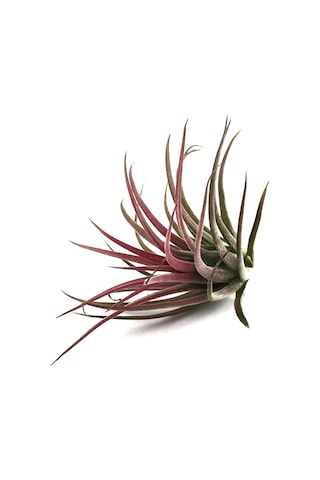 Tillandsia Lonantha (Hava Bitkisi)