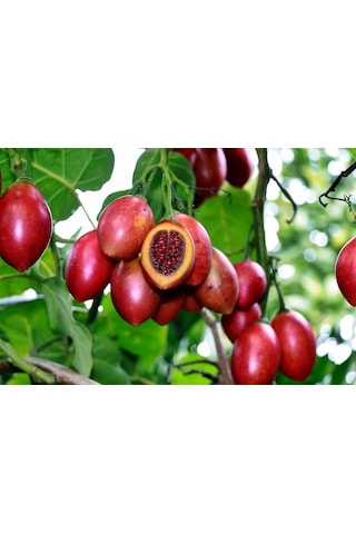 Tüplü 2 Yaş Tamarillo Domates Ağacı Fidanı 50-70 Cm
