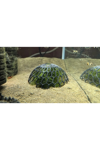 2 Adet Akvaryum Moss Dome Yosun & Bitki Koruma Kubbesi
