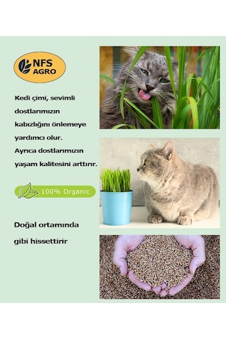 Kedi Çimi Tohumu - 100 Gram Kedi Çimi Tohumu