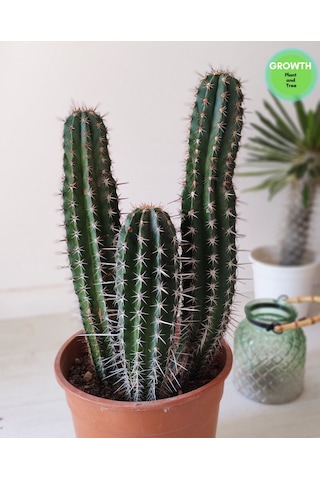 Abarginum Kaktüs 43cm 1 Adet