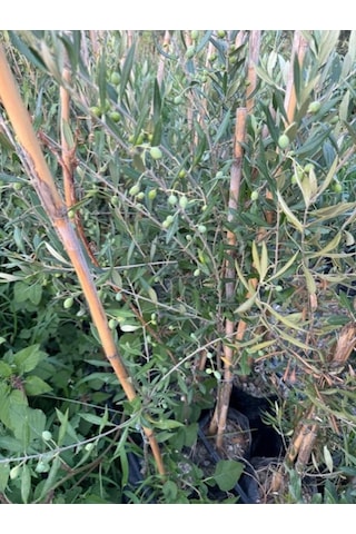 2 Yaş Çok Verimli Tüplü Koroneiki Zeytin Fidanı Meyve Verme Durumunda 100-120 Cm