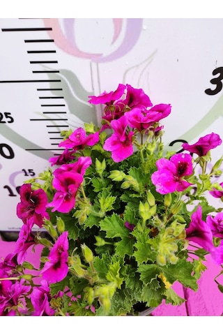 Mor Alacalı Ceylangözü Sardunya Pelargonium Domesticum - Renkli Süs Bitkisi