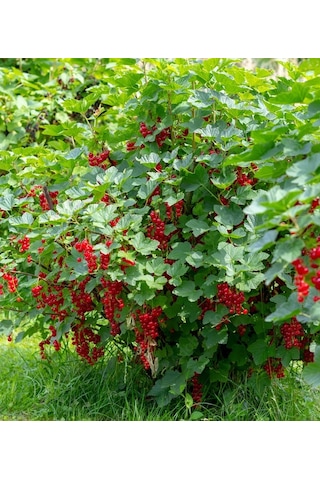 Rovada Frenk Üzümü 80 -120 Cm Meyve Verecek Durumda