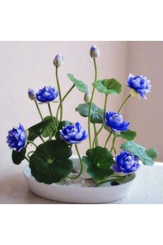 5 Adet Tohum Nadir Mavi Kase Lotus Çiçeği Tohumu Kutsal Nilüfer