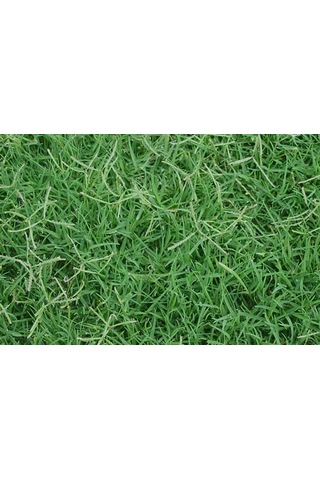 Bermuda Çim Tohumu 5 KG Bermuda GRass Uganda Çimi Ayrık Tohumu