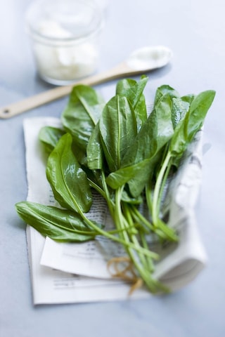 Geniş Yapraklı Kuzukulağı Labada Tohumu Atalık Large Leaf Sorrel