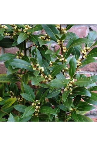 Tüplü 25-30 Cm Defne Ağacı Laurus Nobilis Fidanı