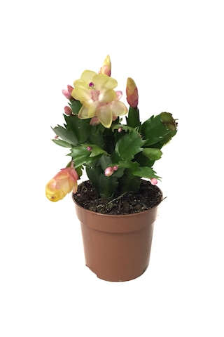 Schlumbergera 'Yellow' (Yılbaşı Çiçeği) Ø8,5 CM Y15-20 CM