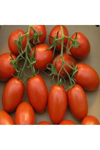 Doğal Geleneksel Salçalık Roma Vfn Domates Tohumu 20 Tohum