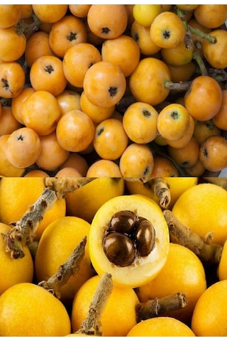 Tüplü Yenidünya Malta Eriği Fidanı 3 Yaş