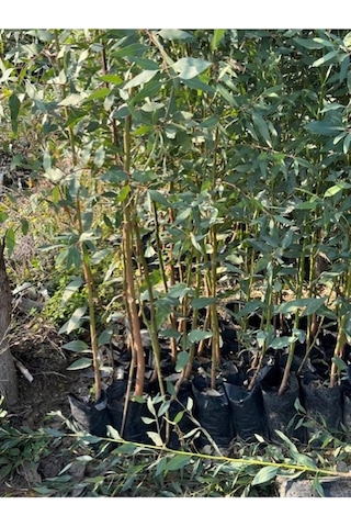 2 Adet, 3 Yaş Tüplü Hızlı Büyüyen,bataklık Kurutan Okaliptus Fidanı Boy 200-250 Cm
