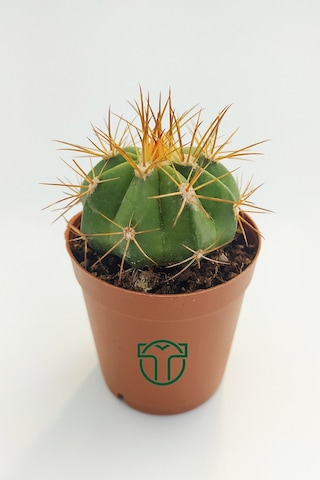 Melokaktus Matanzanus Kaktüs Özel Tür 5.5 Cm Saksida