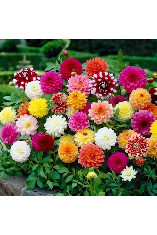 100 Adet Dev Yıldız Dahlia Çiçeği Yumrusu Soğanı.karışık Renk..