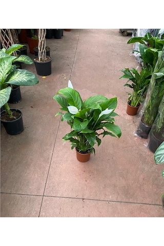 Canlı Saksılı Spatıfılıum Barış Çiçeği 70 Cm,17 Cm Saksı Çapı