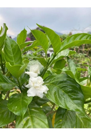 Katmerli Ful Yasemin Çiçeği 70 90 Cm 1 Adet Saksılı Çiçekli Dış Mekan Bitkisi Jasminum