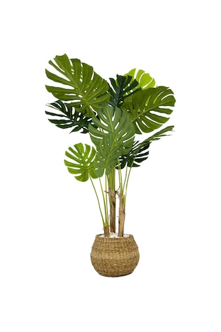 Biçiçek Yapay Monstera Ağacı Deve Tabani 150 Cm Geoi̇t Hasir Saksıda