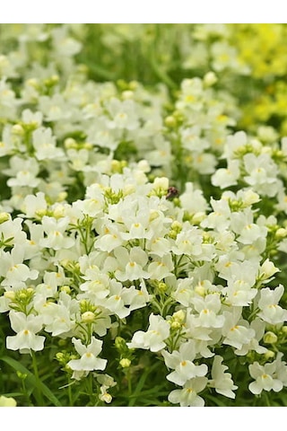 Beyaz Aslan Ağzı Çiçeği 5 10 Cm 10 Adet Saksılı/ Tüplü Iç/ Dış Mekan Bitkisi Antirrhinum