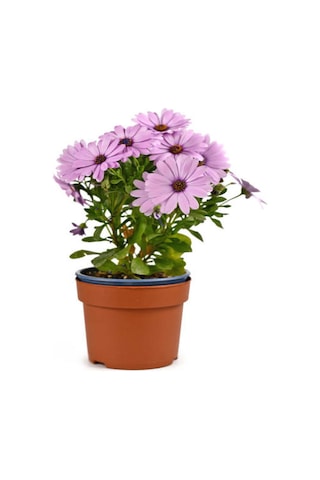 Videolu Bodrum Papatyası Pembe Renkli 20 35 Cm 1 Adet Saksılı Begonia Semperflorens