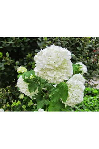 Kartopu Fidanı Tüplü/saksılı 40-60cm Bahçe Çiçeği