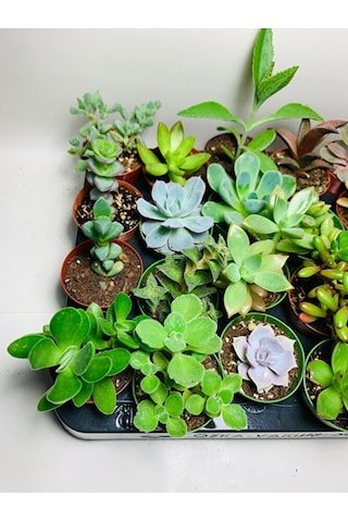 Sukulent Saksı Set 5.5cm 20 Adet