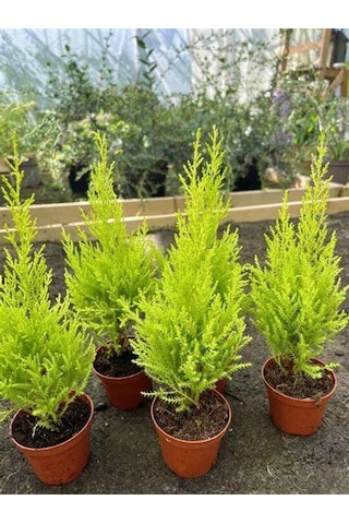 Bahçelerin Vazgeçilmezi Limon Çamı Fidanı 20 Adet Tüplü 15-25cm Bahçe Bitkisi