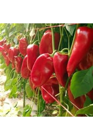100 Adet Tohum Nadir Mini Kırmızı Kapya Biber Tohumu Hediyeli