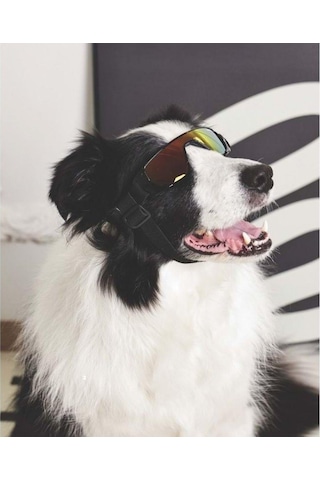 M-pets Sunny Sunbather Köpek Gözlüğü Siyah