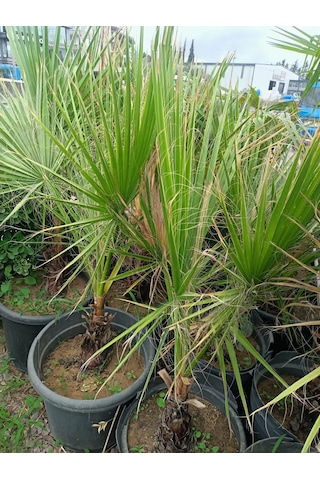 Yeşil Deniz Fidancılık Washingtonia Palmiye Fidanı 70-120 Cm