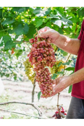 Videolu Tatlı Pembe Üzüm 2 Adet Saksılı/ Tüplü 30-50cm Dış Mekan Bitkisi Red Grapes