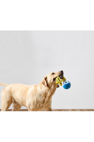 Köpek Fırlatma Ve Su Oyuncağı
