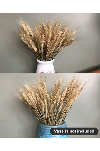 Novahub 100 Adet Doğal Kurutulmuş Çiçekler, Buğday Kulakları & Sapları, Ev Ve Düğün Dekoru Seti