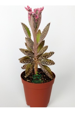 Pembe Renk Kalanchoe Daigremontiana 1 Saksılı 10-15cm