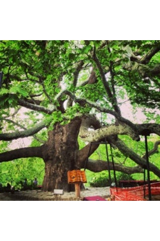 Fidan Doğu Çınar Fidanı 1.40-1.60 Cm Boy 1 Adet