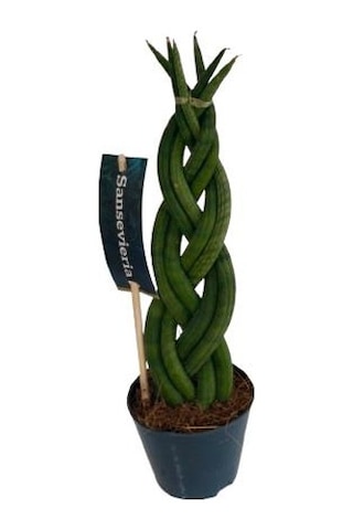 Örgülü Sanseverıa Cylındrıca